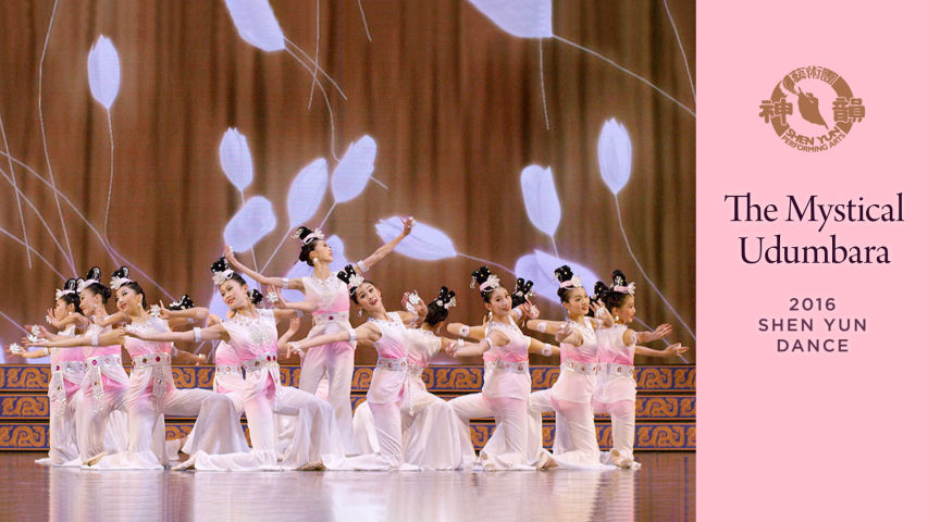 udumbala shenyun Hoa Ưu đàm bà la