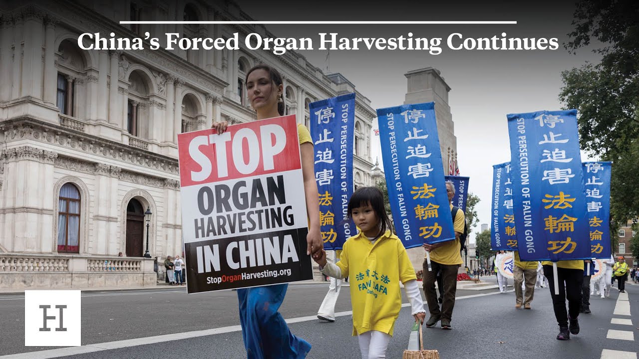 What is forced organ harvesting — definition, victims, global cases and international legal response